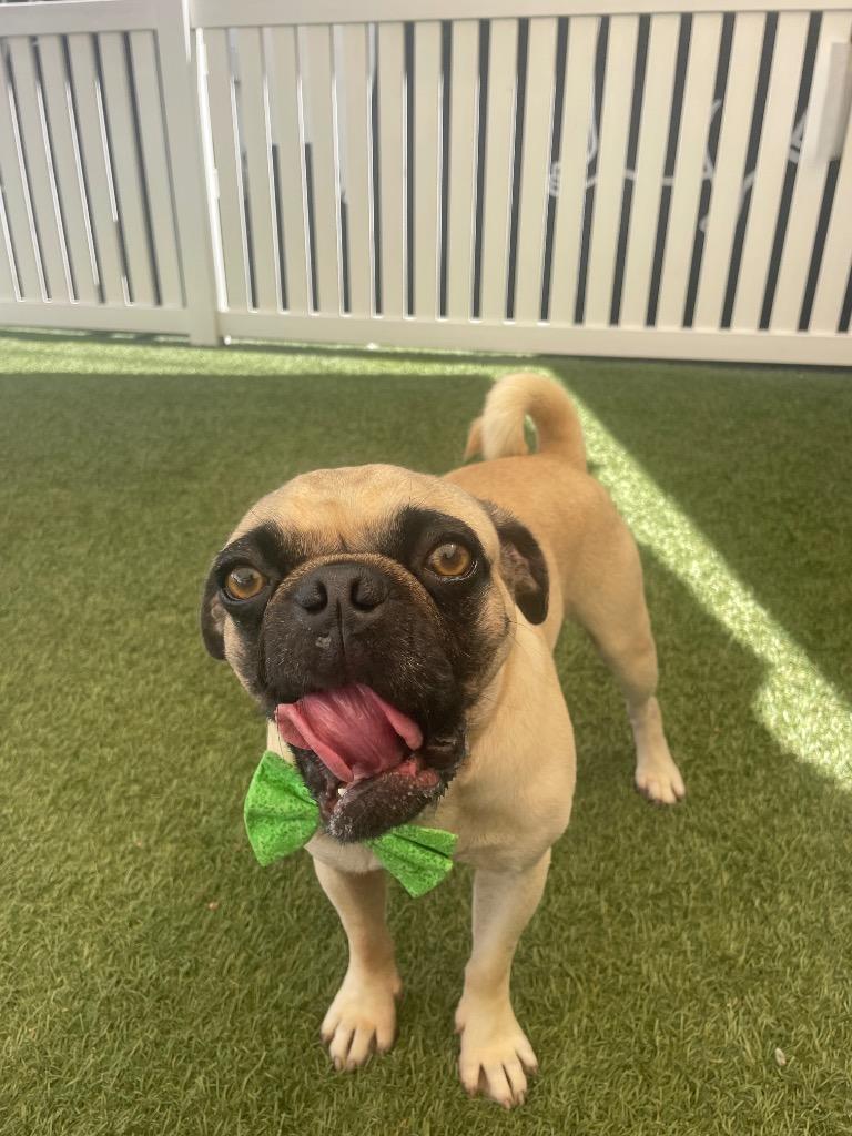 Boggle, Adoptable, Adult Male Pug.