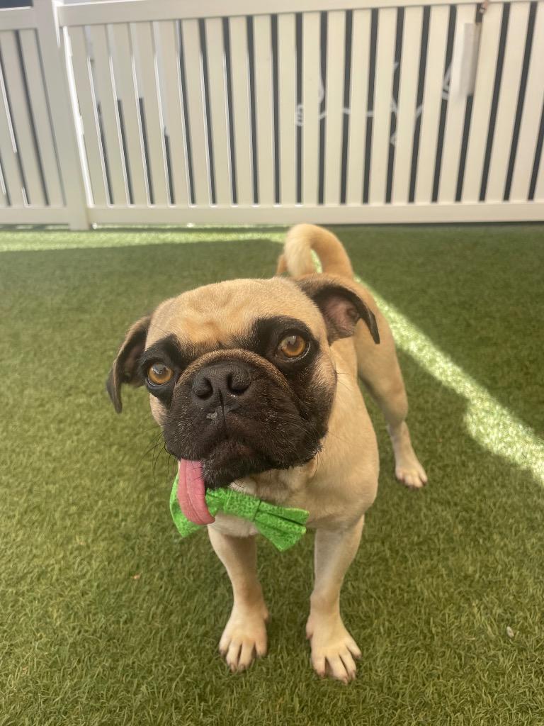 Enlarge Boggle, a Adoptable Pug in Gardena, CA image 2/6