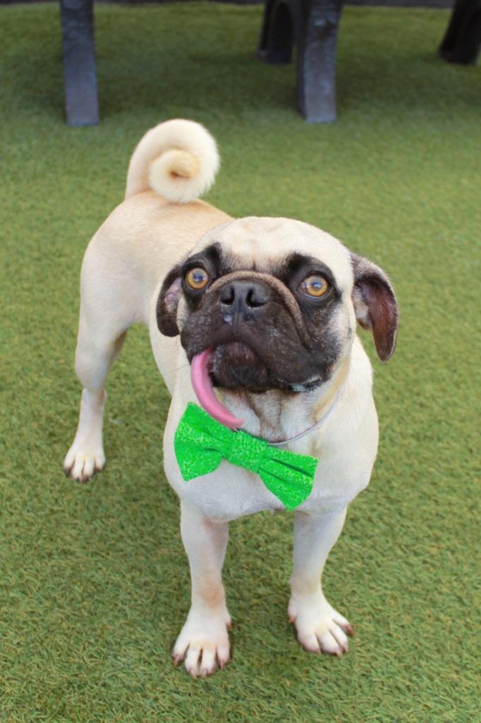Enlarge Boggle, a Adoptable Pug in Gardena, CA image 3/6