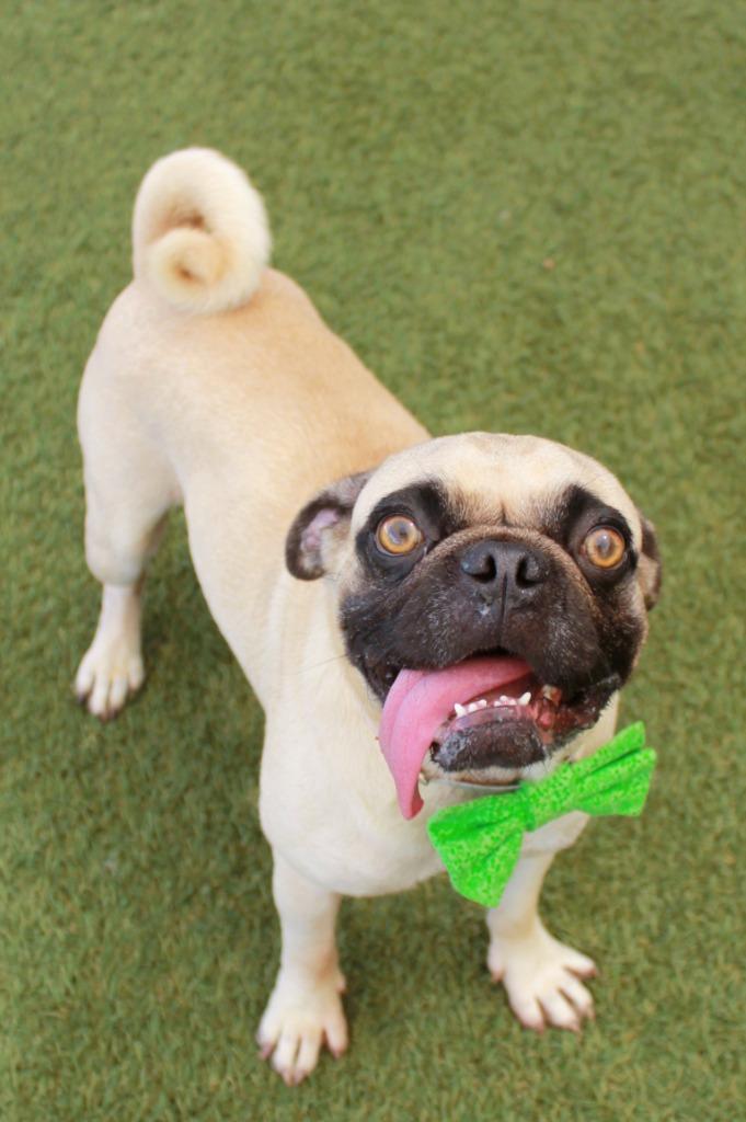 Enlarge Boggle, a Adoptable Pug in Gardena, CA image 4/6