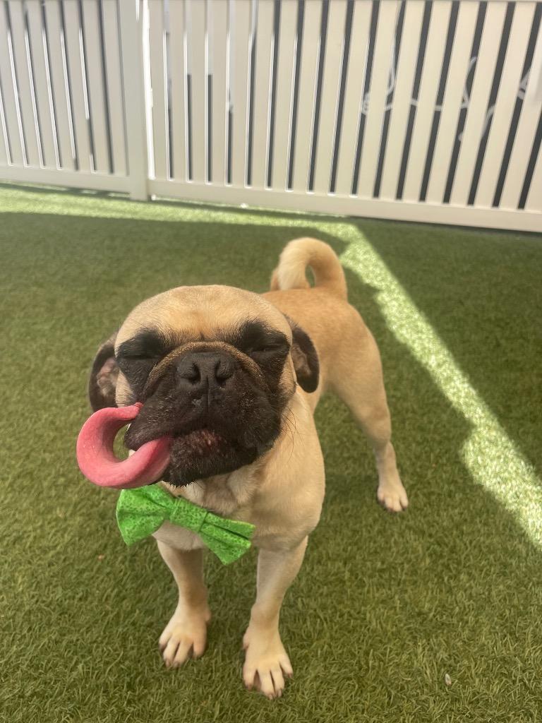 Enlarge Boggle, a Adoptable Pug in Gardena, CA image 5/6