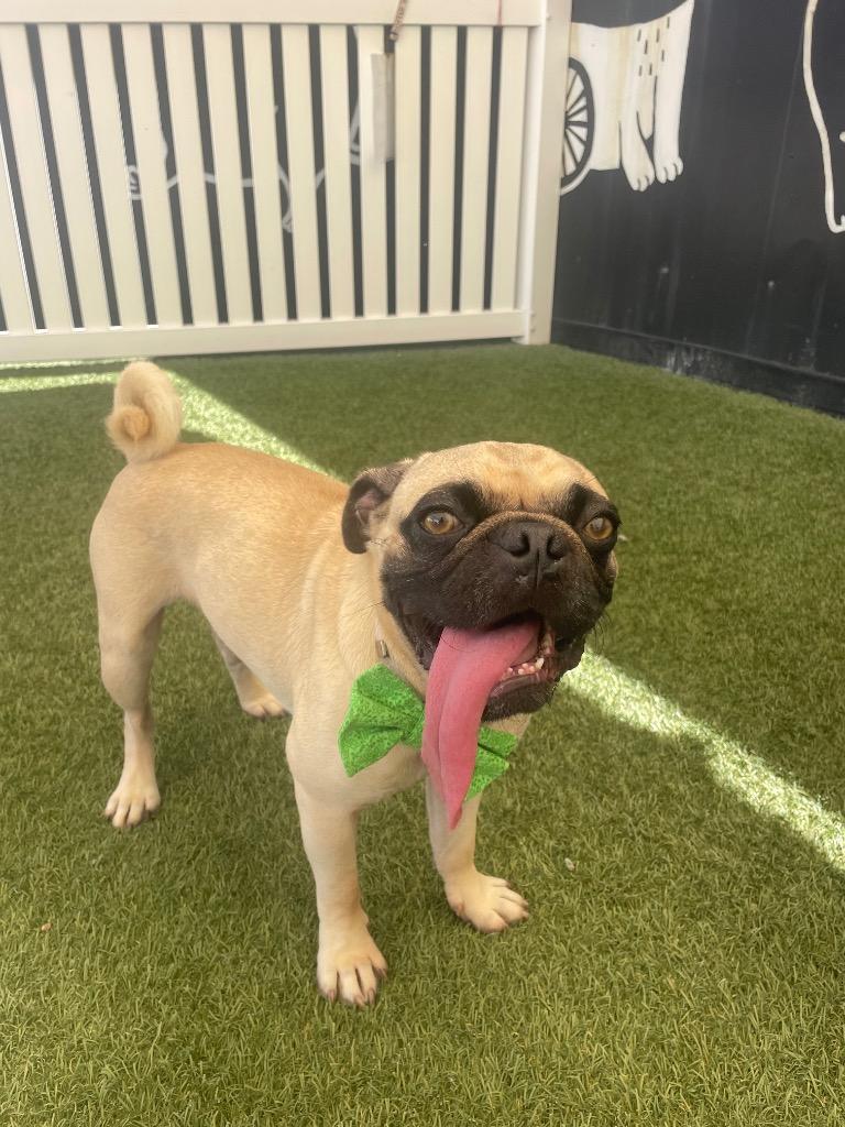Enlarge Boggle, a Adoptable Pug in Gardena, CA image 6/6