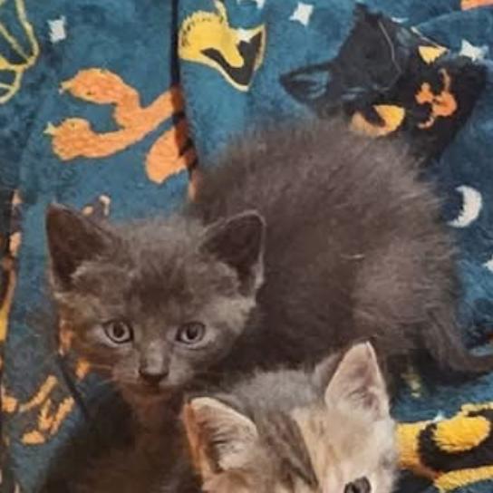 Seasmoke, Adoptable, Kitten Female Domestic Short Hair.