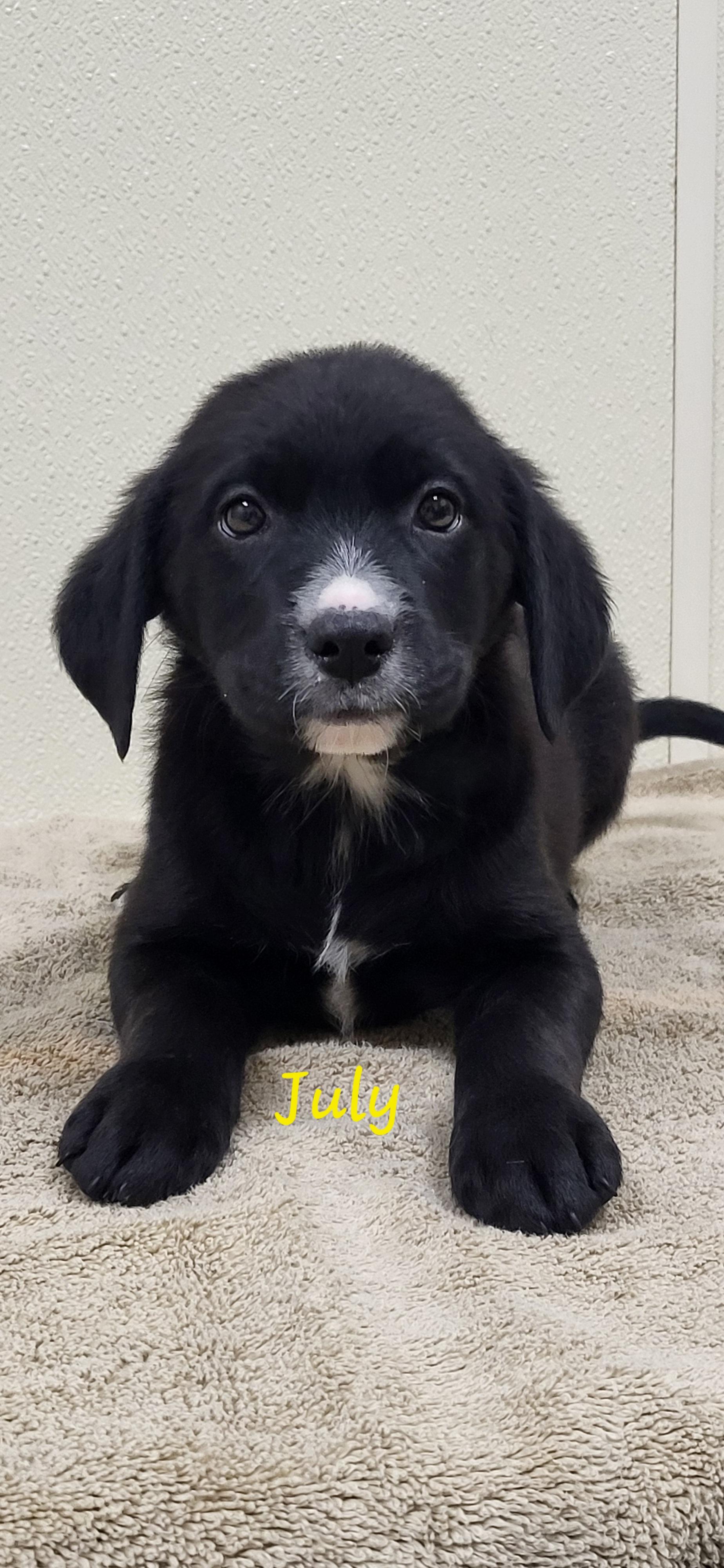 July, ADOPTABLE, Puppy Female Black Labrador Retriever.