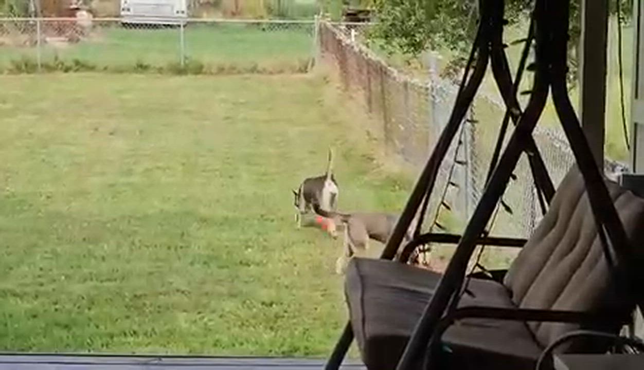 Enlarge Winifred, a Adoptable Siberian Husky in Milwaukee, WI video 2/5