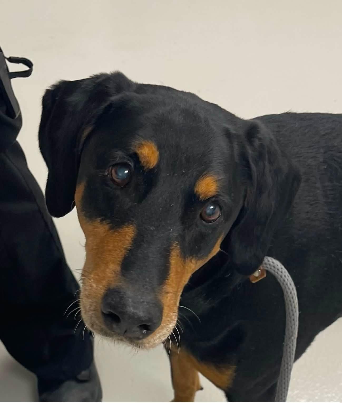 Max Coleman, ADOPTABLE, Adult Male Hound.