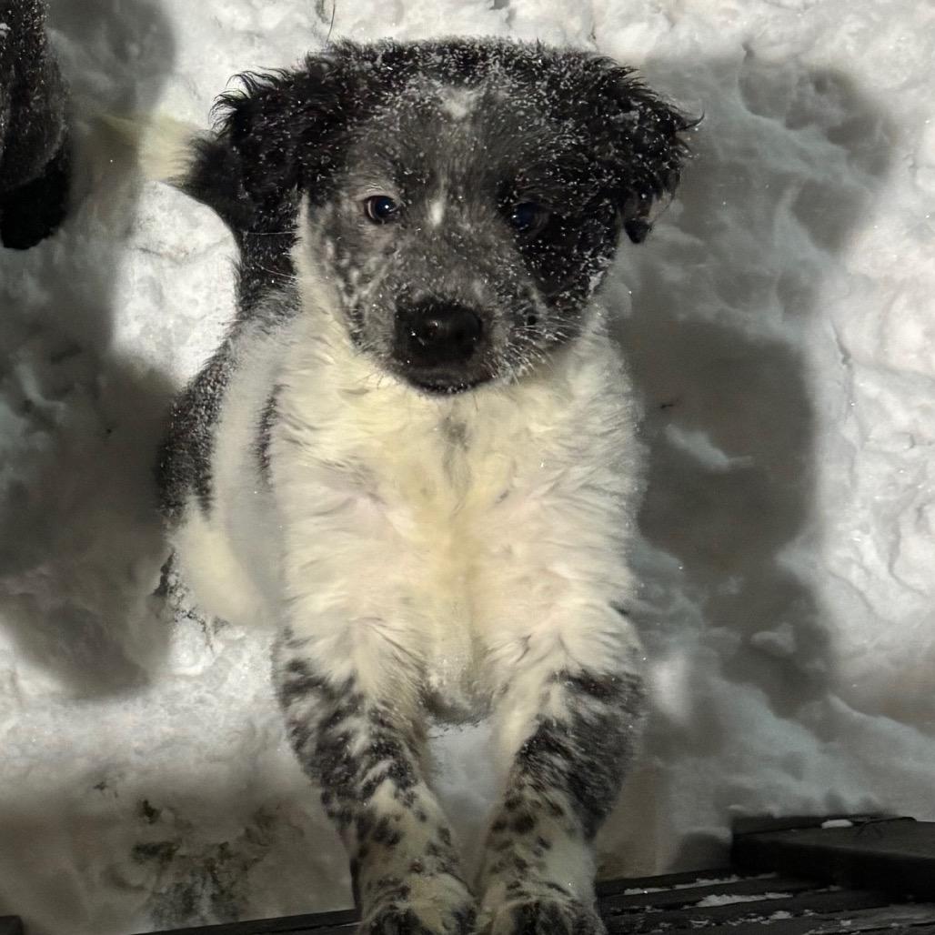 Joi, Adoptable, Puppy Female Mixed Breed & Mixed Breed.