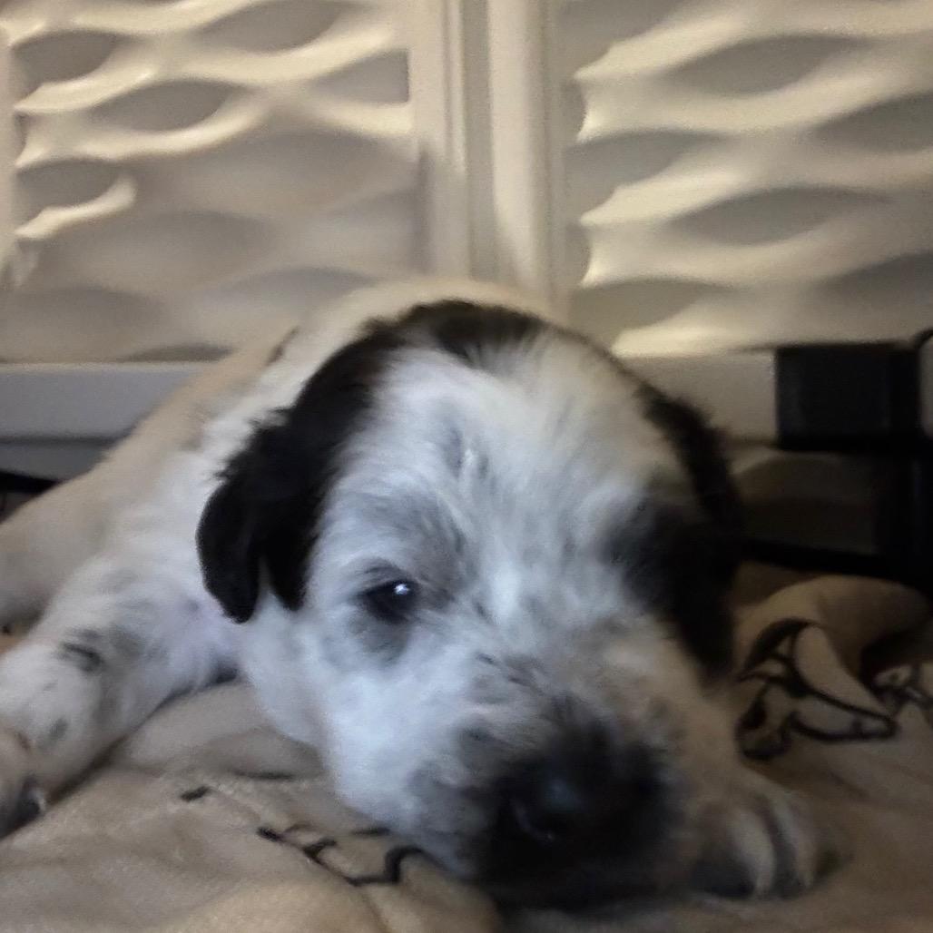 Joi, Adoptable, Puppy Female Mixed Breed & Mixed Breed.