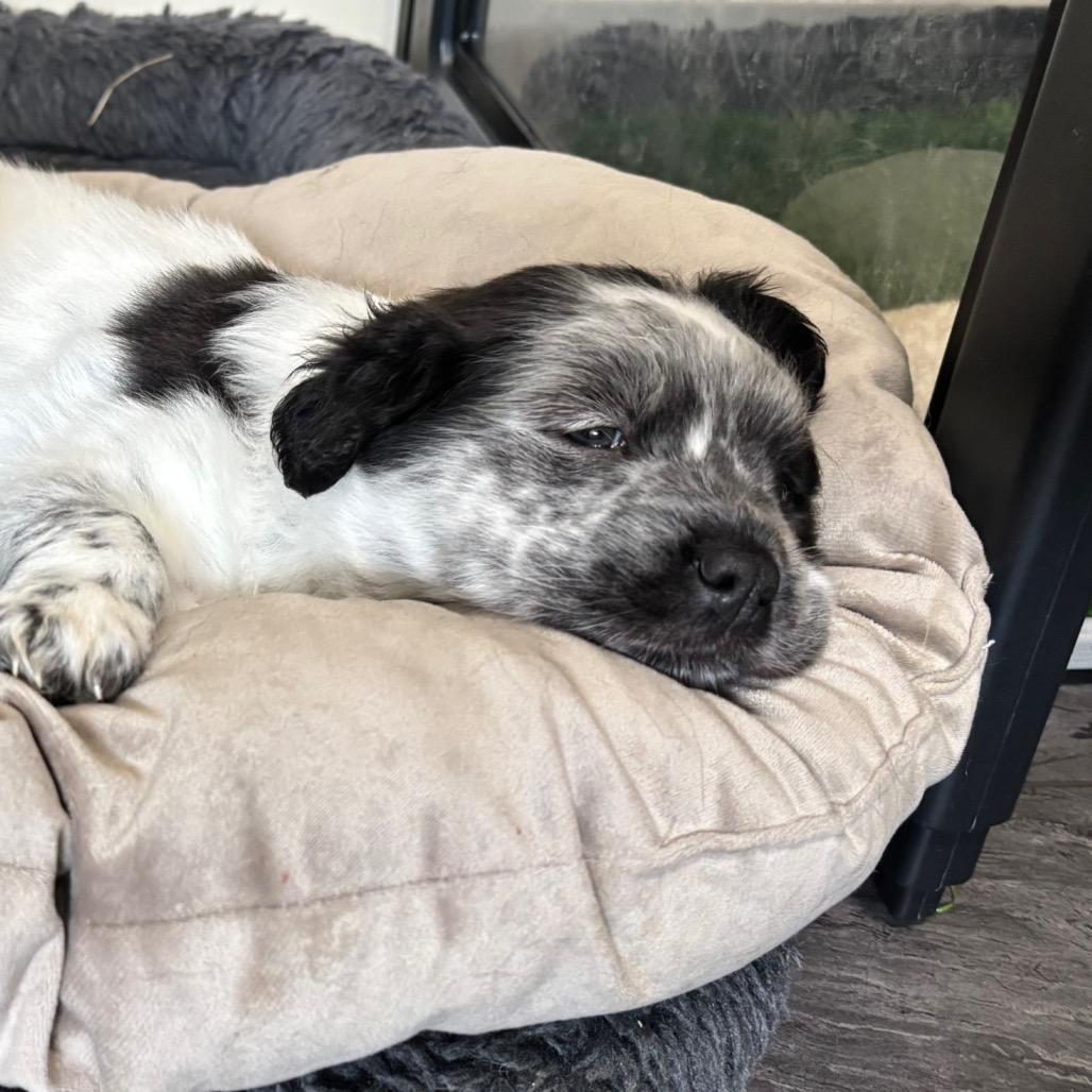 Enlarge Joi, a Adoptable mixed breed in St. Charles, MO image 2/6