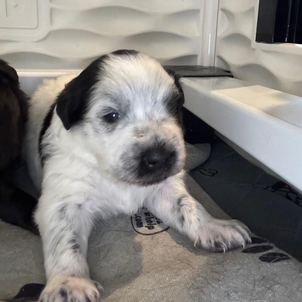 Enlarge Joi, a Adoptable mixed breed in St. Charles, MO image 3/6