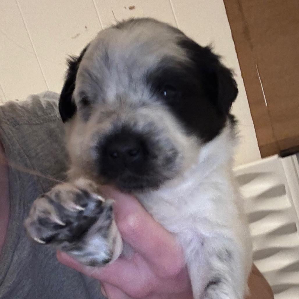 Enlarge Joi, a Adoptable mixed breed in St. Charles, MO image 5/6