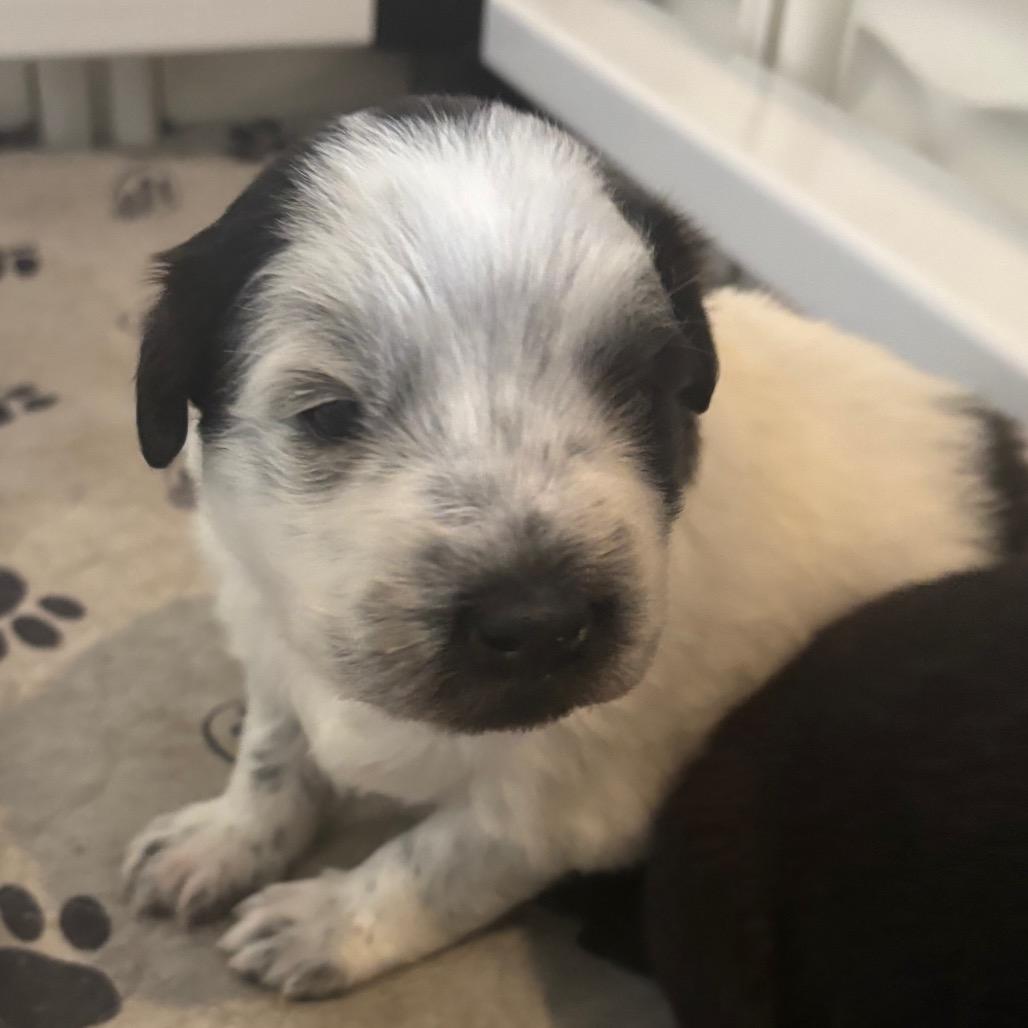 Enlarge Joi, a Adoptable mixed breed in St. Charles, MO image 6/6