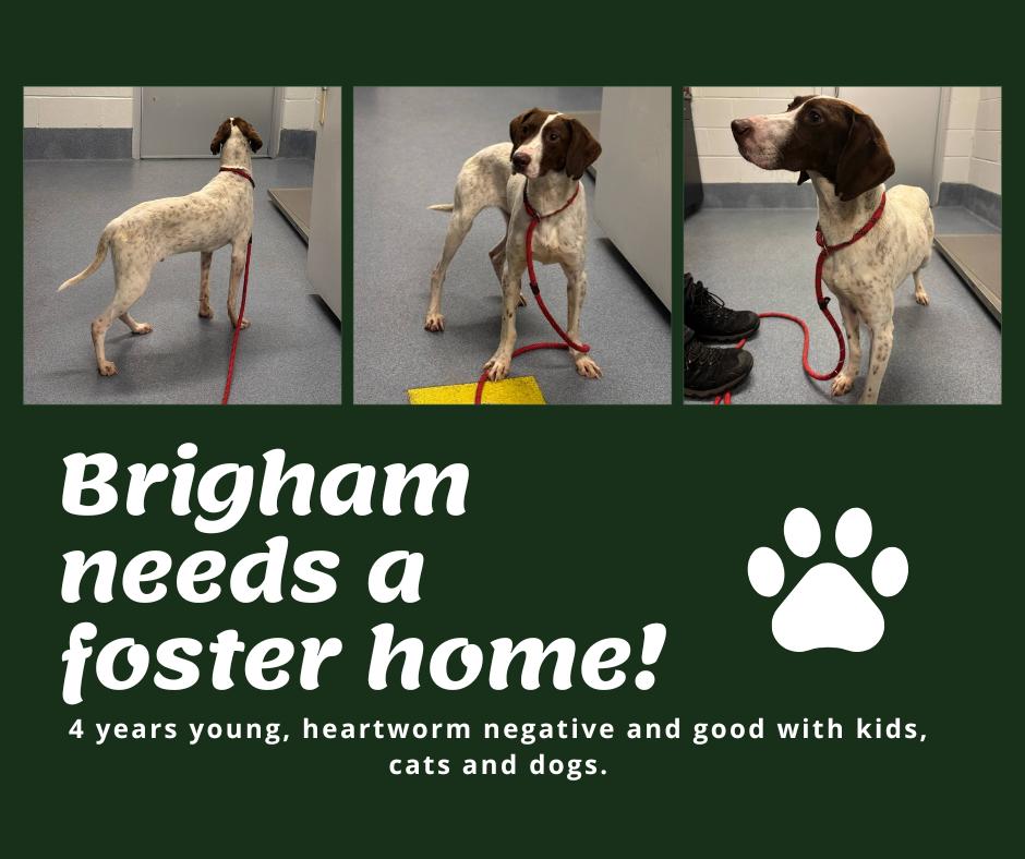 Needs Foster Brigham (VA)