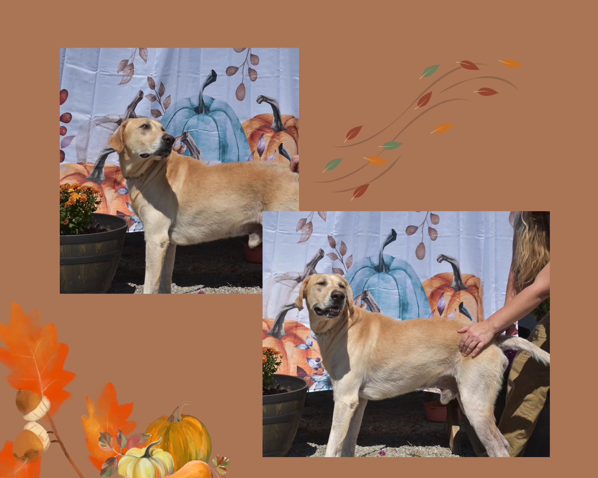 Enlarge Harry, a Adoptable mixed breed in Brooksville, KY image 1/1