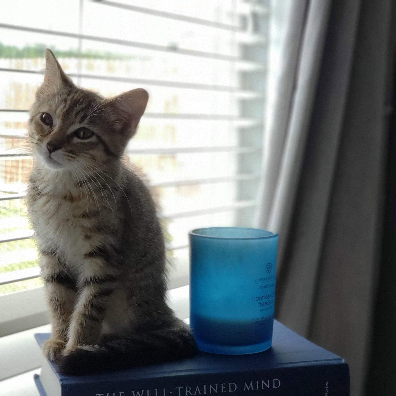 Emery, Adopted, Young Female Domestic Short Hair.