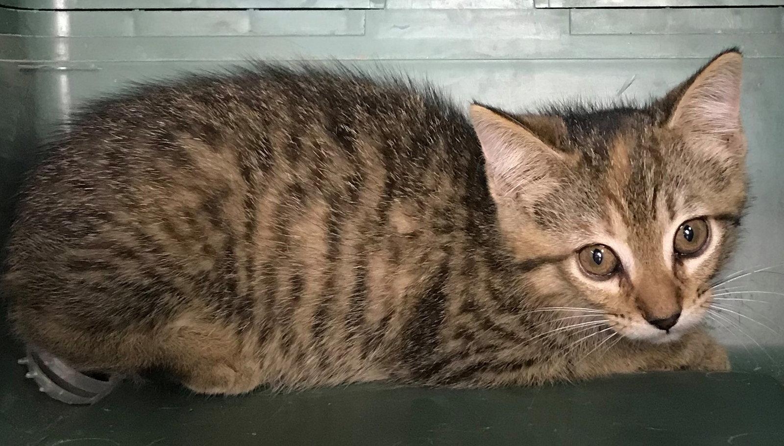 Enlarge Emery, a Adopted Domestic Short Hair in Rowlett, TX image 2/3