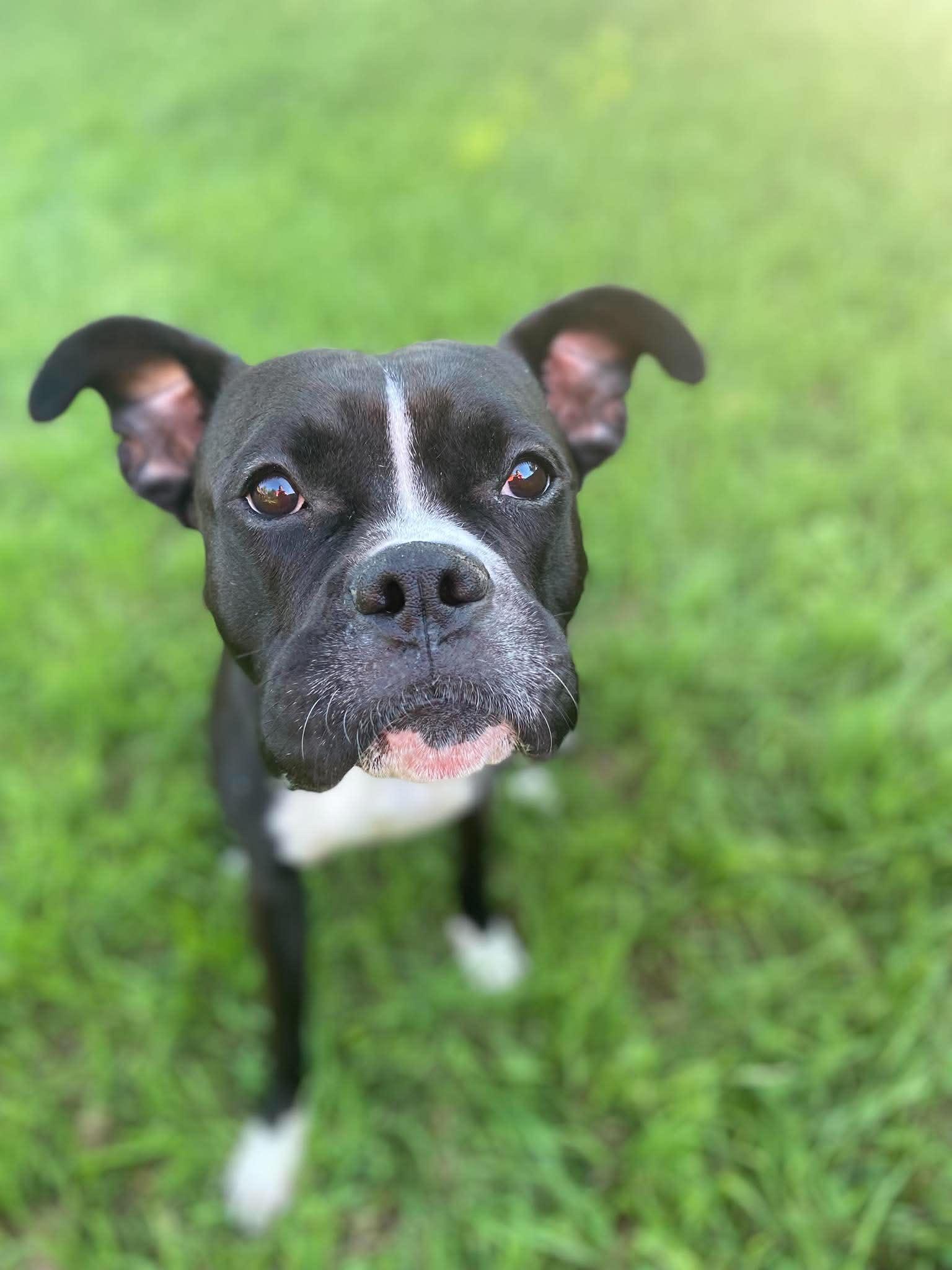 Bishop, a Adoptable mixed breed in Arlee, MT image 1/6