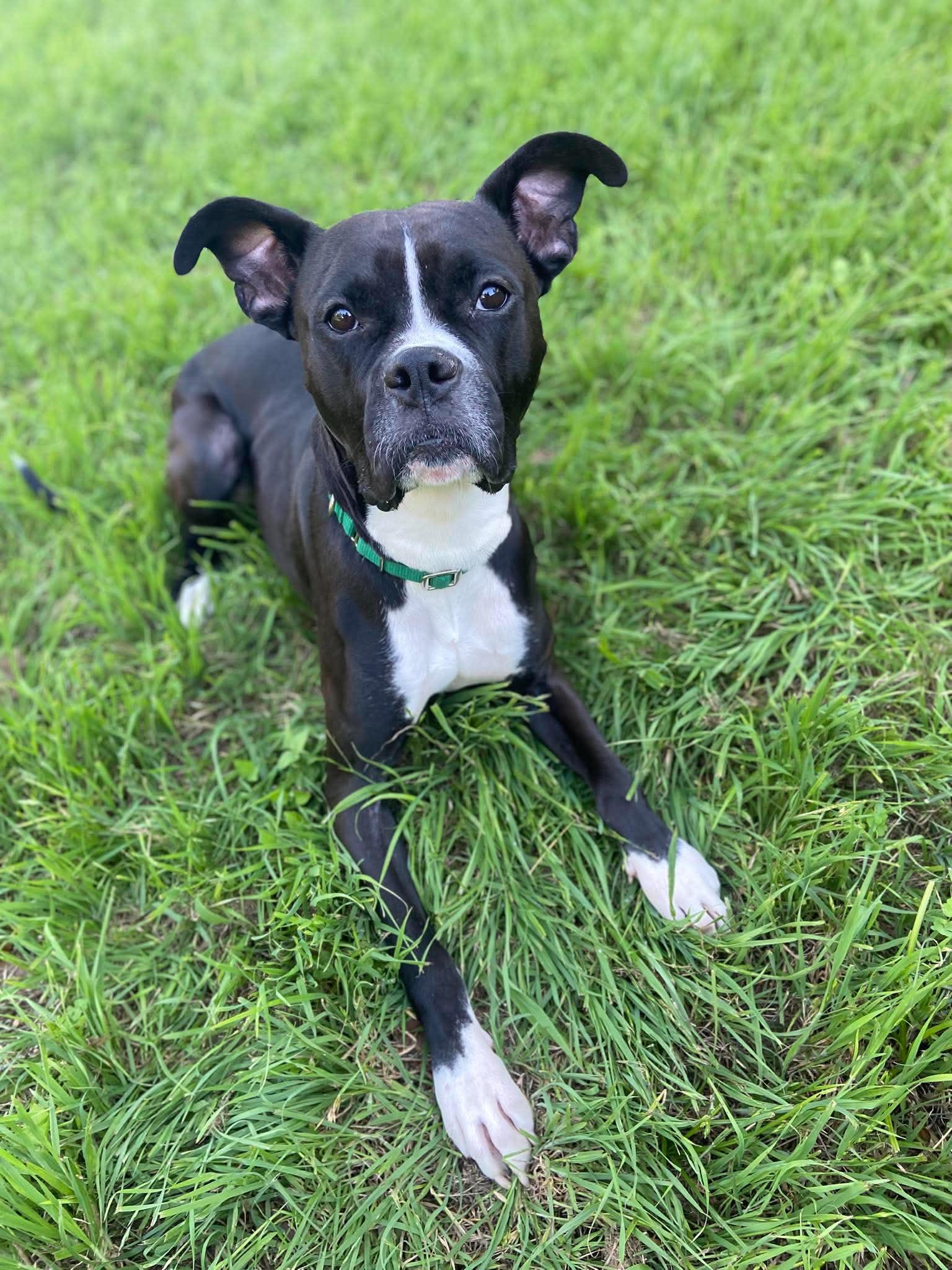 Bishop, a Adoptable mixed breed in Arlee, MT image 2/6