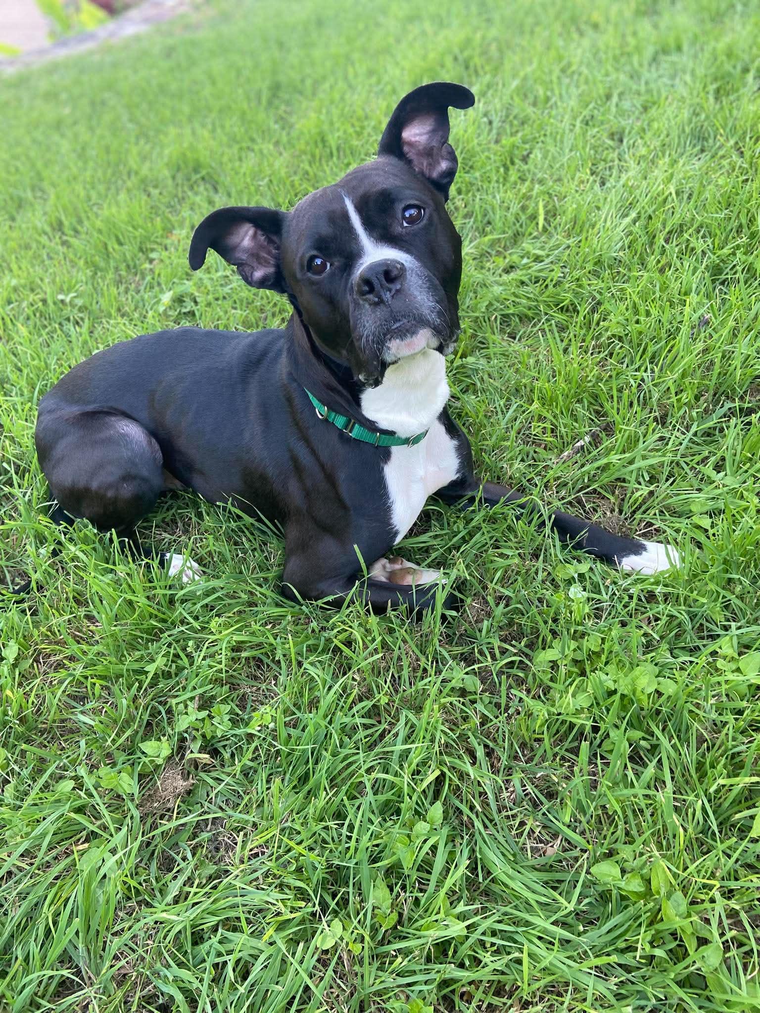 Bishop, a Adoptable mixed breed in Arlee, MT image 3/6