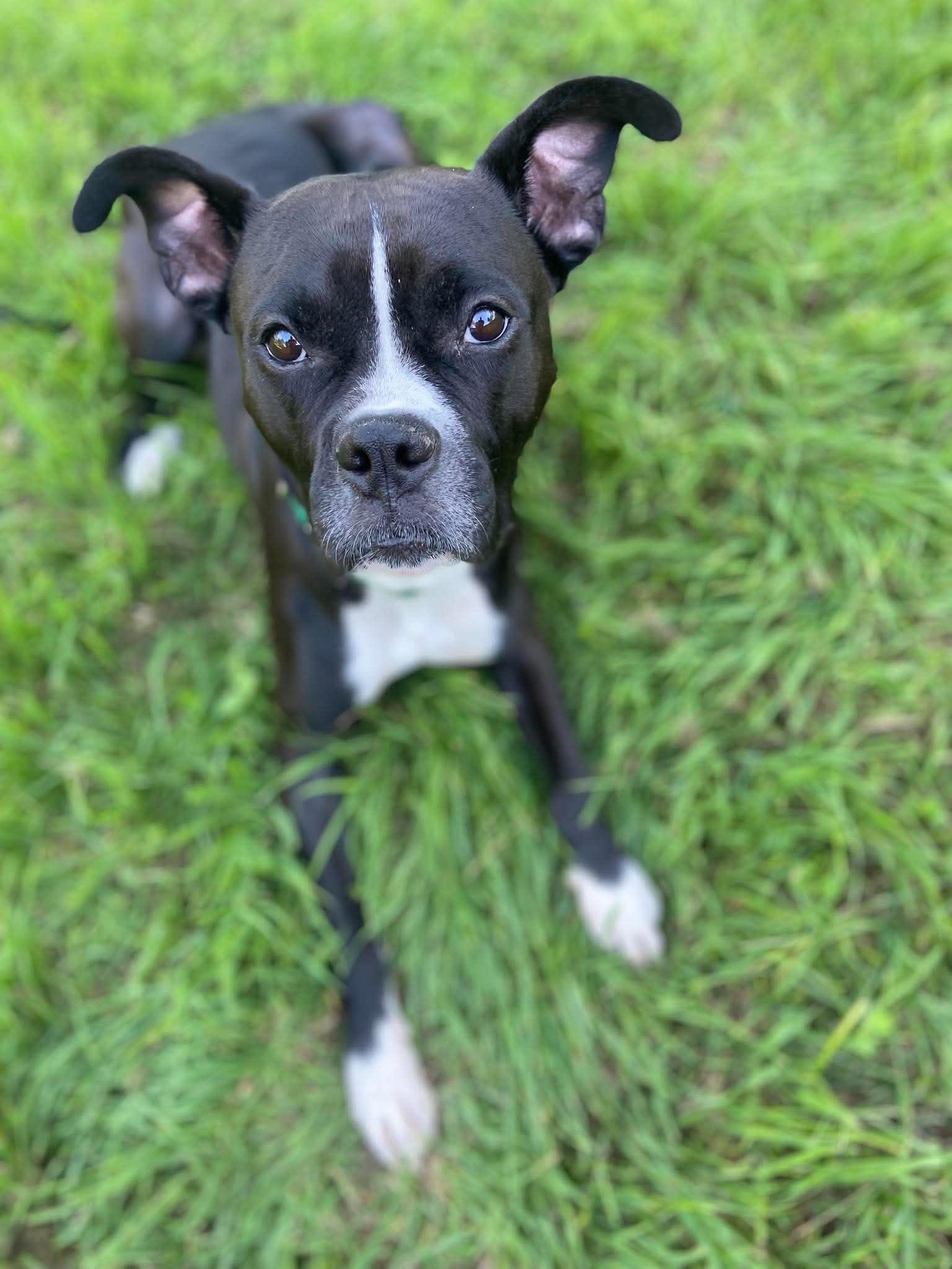 Bishop, a Adoptable mixed breed in Arlee, MT image 4/6
