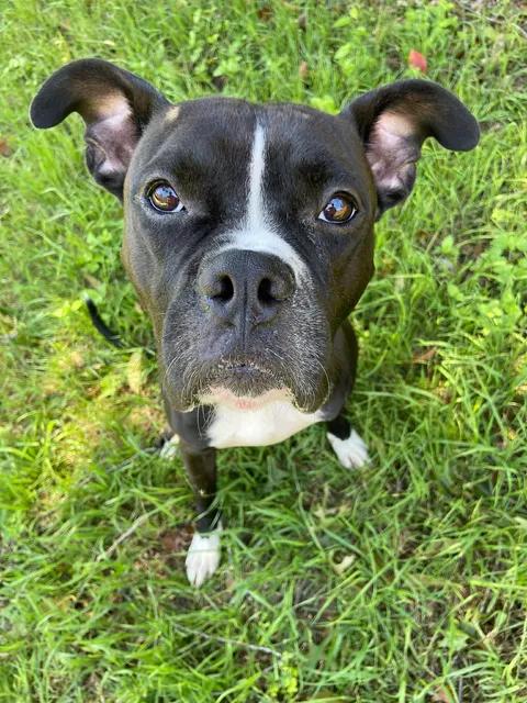 Bishop, a Adoptable mixed breed in Arlee, MT image 5/6