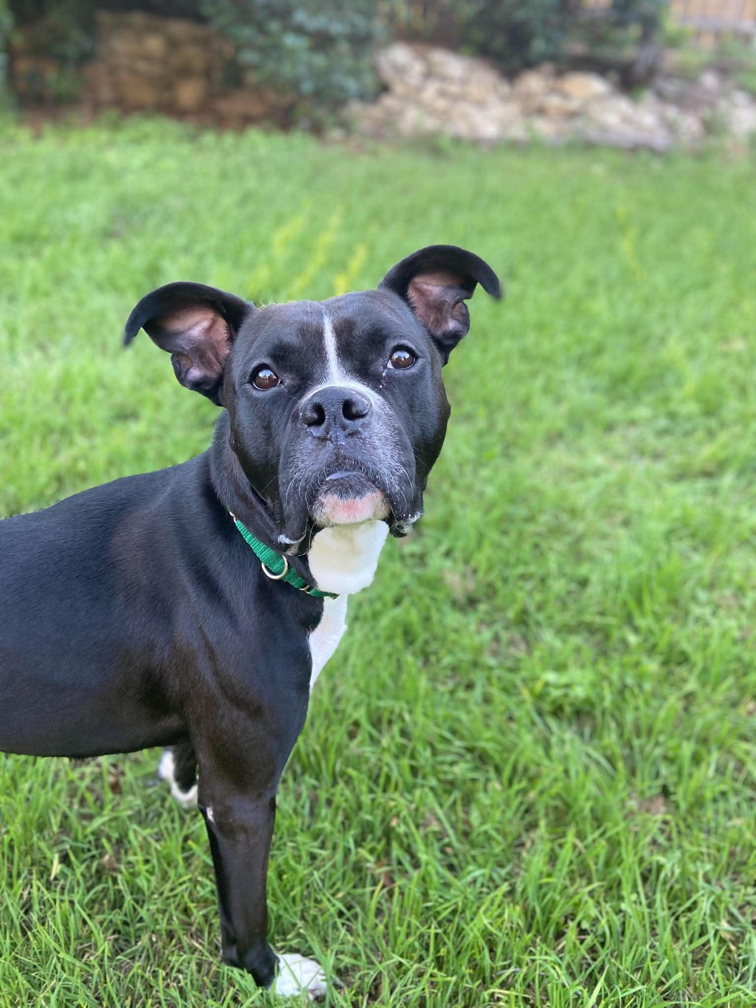 Bishop, a Adoptable mixed breed in Arlee, MT image 6/6