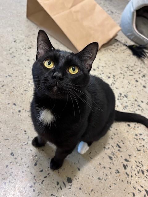 Enlarge MJ, a Adoptable Domestic Short Hair in Leesburg, VA image 1/1