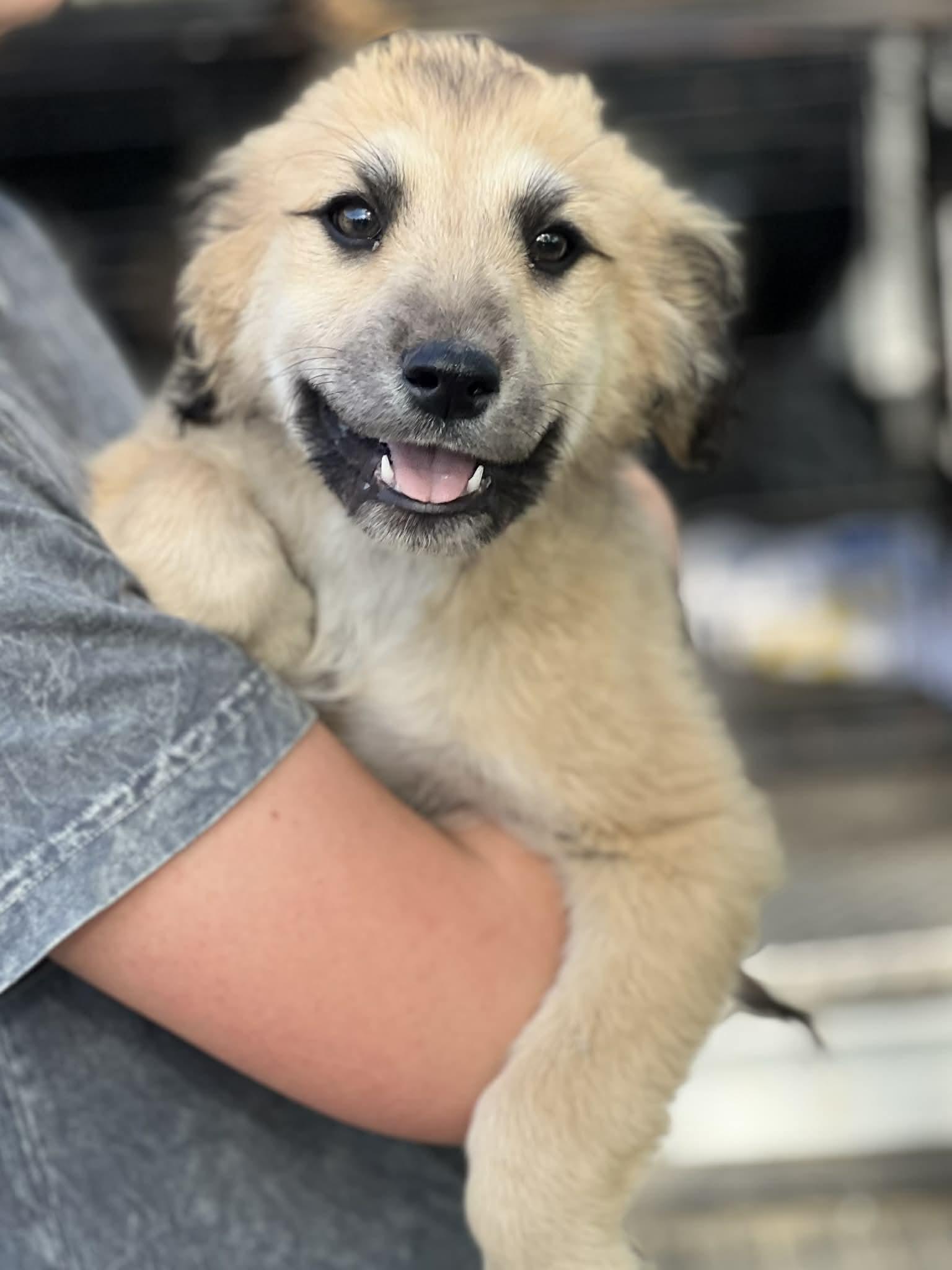 Haala, a ADOPTABLE mixed breed in Brunswick, ME image 2/2