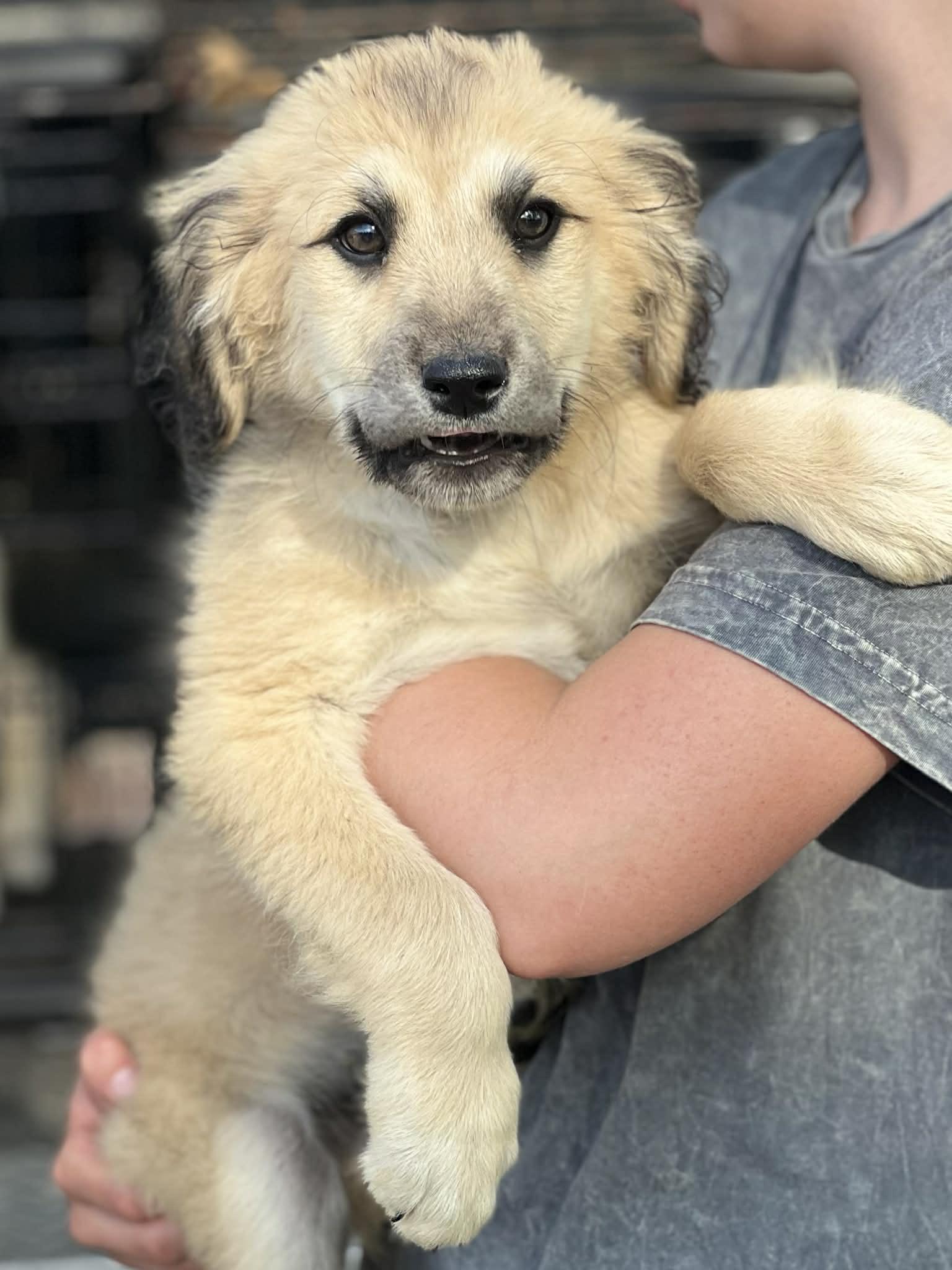 Haala, ADOPTABLE, Puppy Male Great Pyrenees.