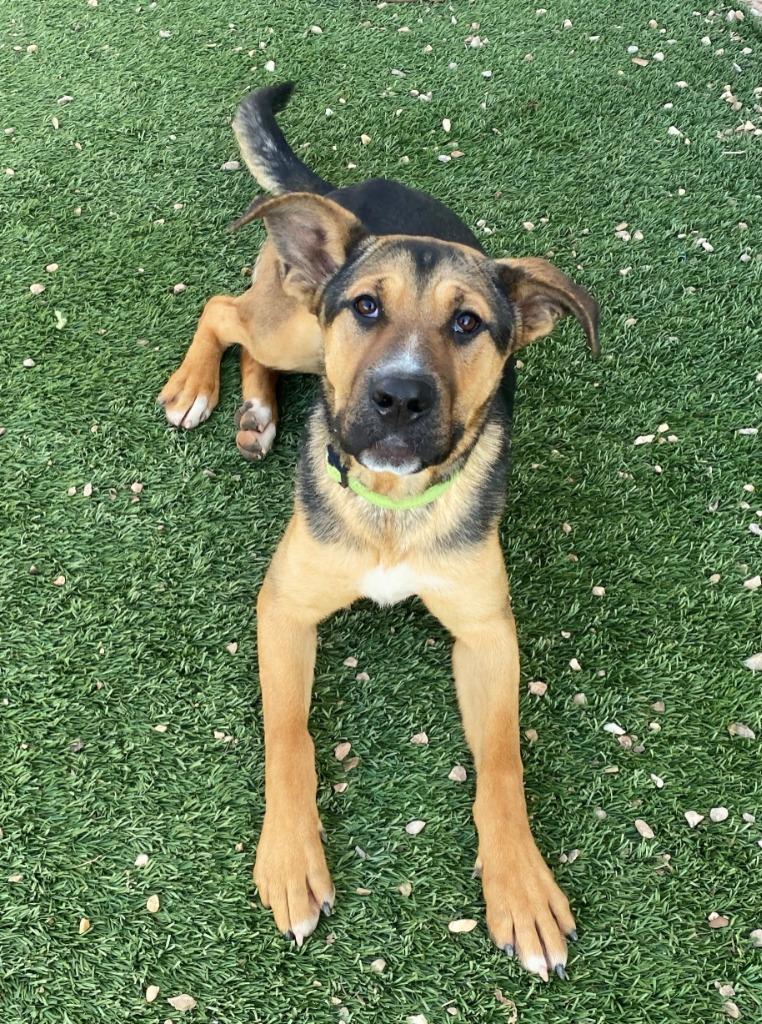 Trixie, Adoptable, Young Female Shepherd & Mixed Breed.