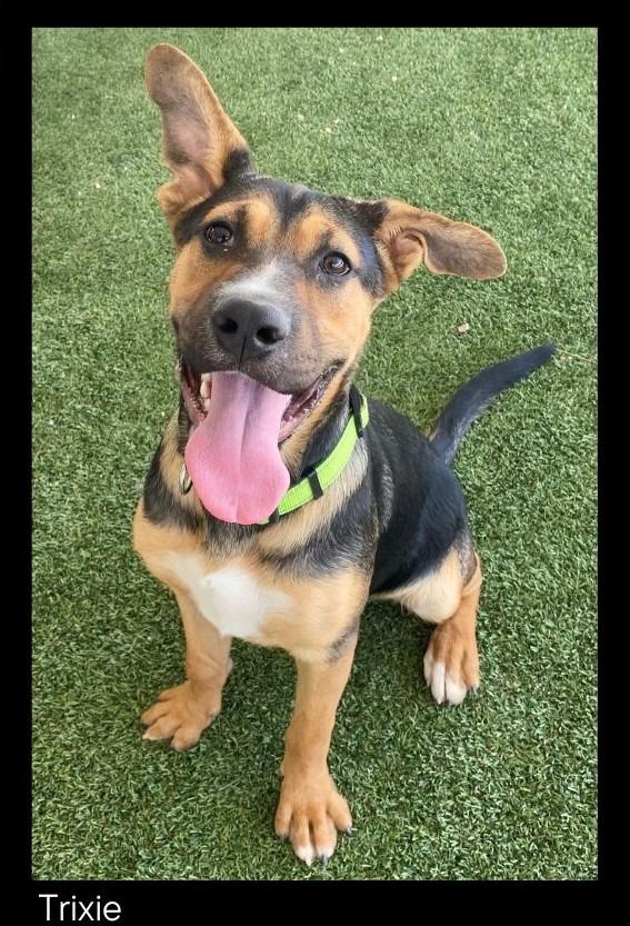 Trixie, Adoptable, Young Female Shepherd & Mixed Breed.