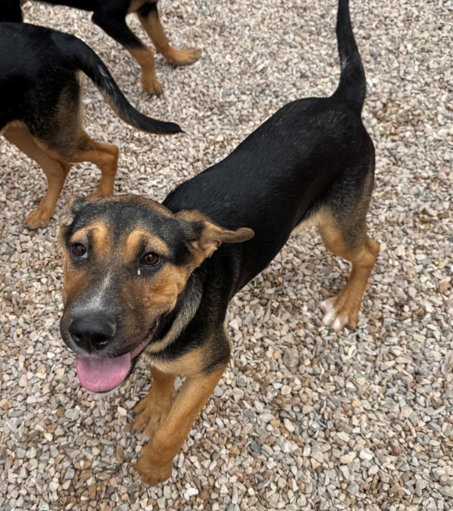 Enlarge Trixie, a Adoptable mixed breed in Chino Valley, AZ image 3/5