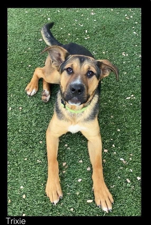 Enlarge Trixie, a Adoptable mixed breed in Chino Valley, AZ image 4/5