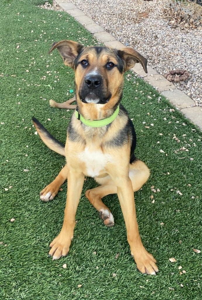 Enlarge Trixie, a Adoptable mixed breed in Chino Valley, AZ image 5/5
