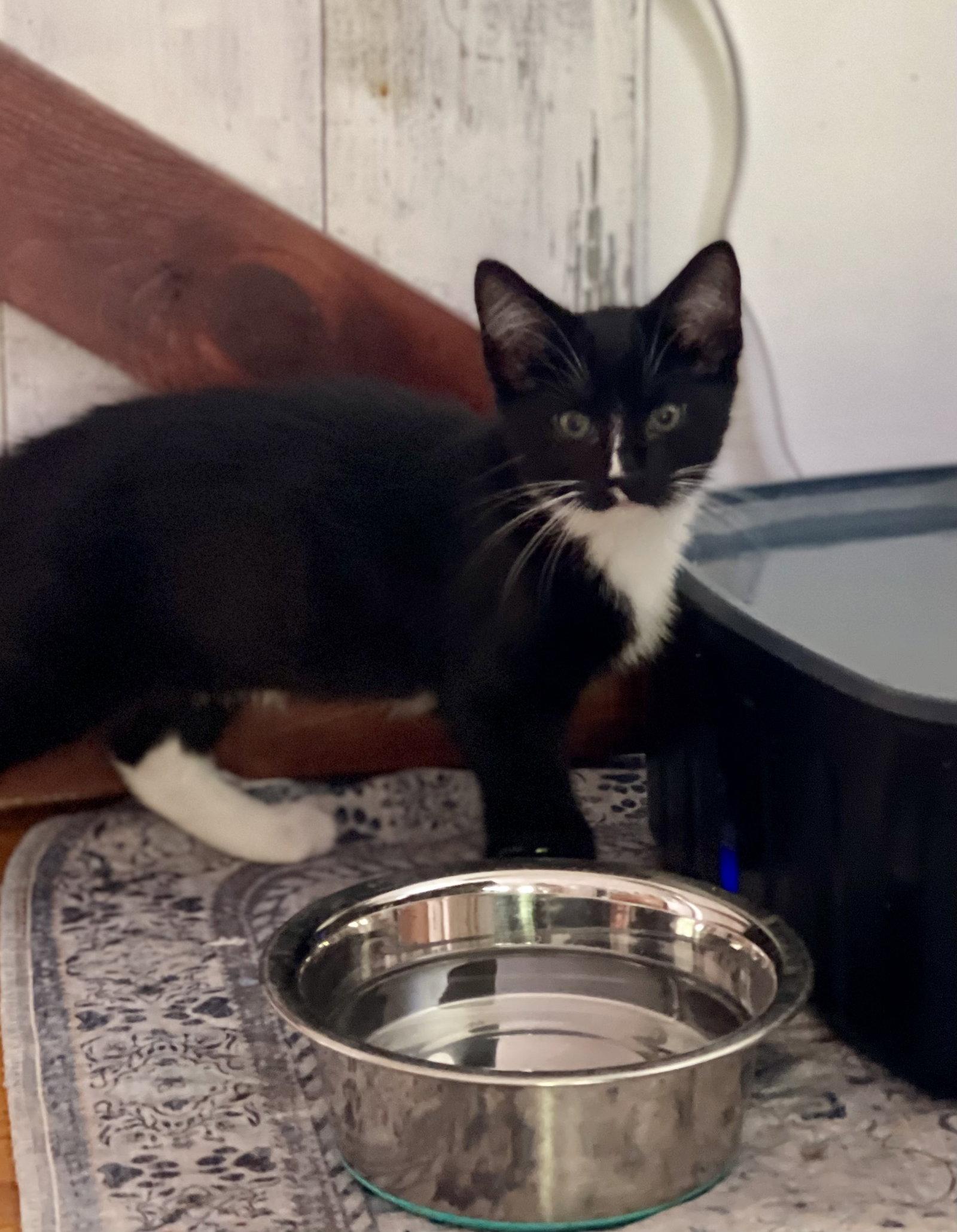 Enlarge Plume, a Adoptable Domestic Short Hair in Flint Hill, VA image 1/3