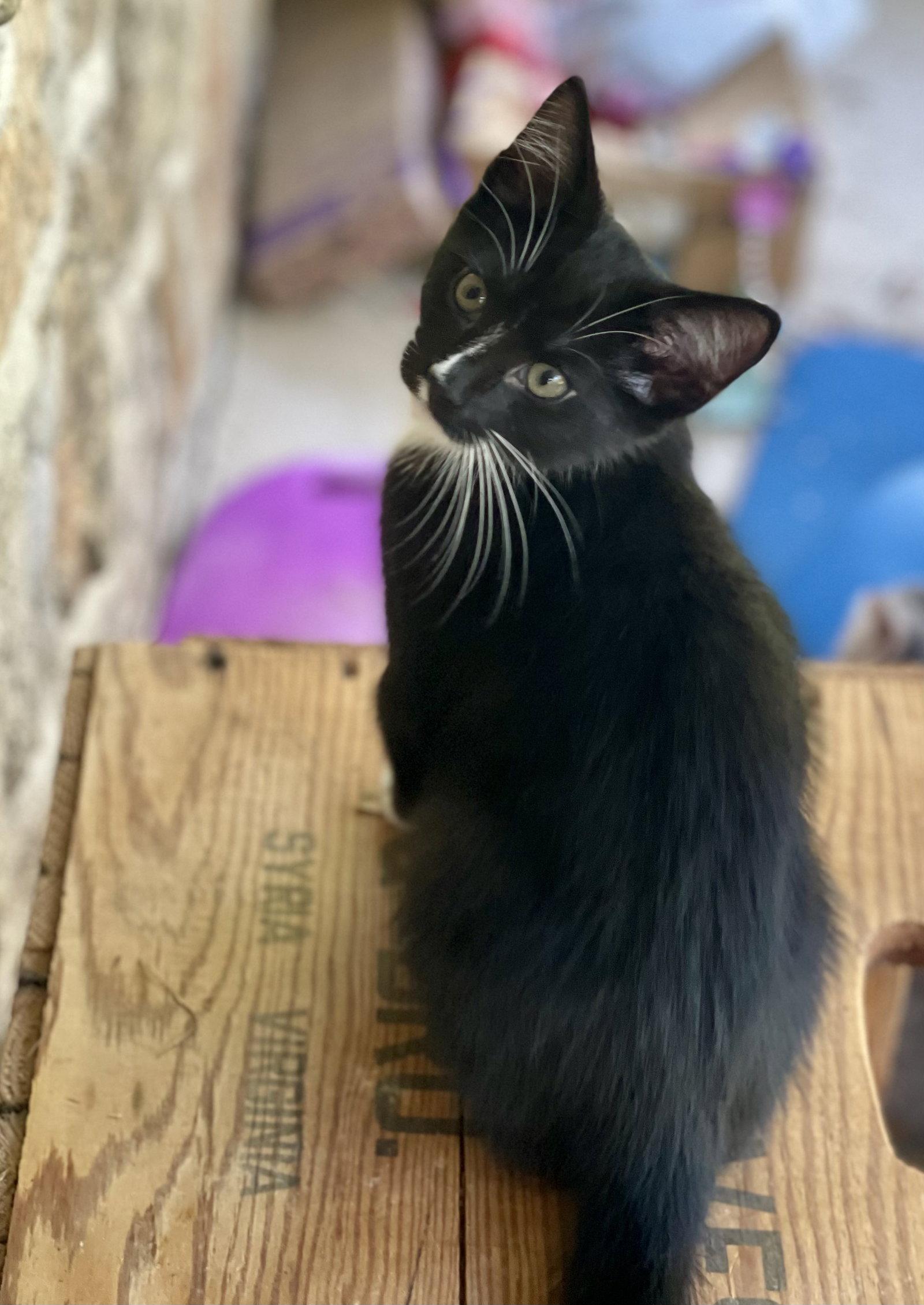 Enlarge Plume, a Adoptable Domestic Short Hair in Flint Hill, VA image 2/3