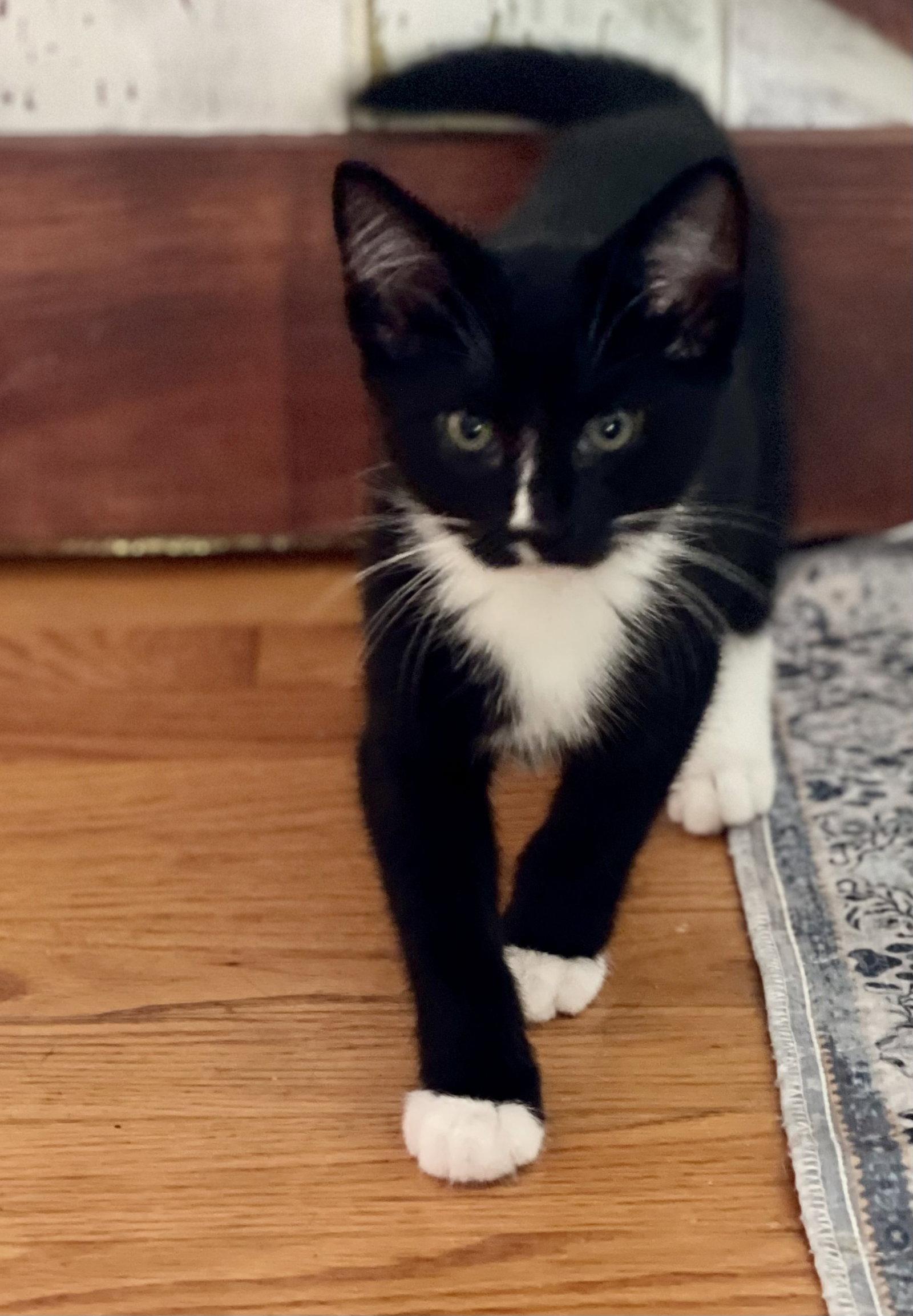 Enlarge Plume, a Adoptable Domestic Short Hair in Flint Hill, VA image 3/3