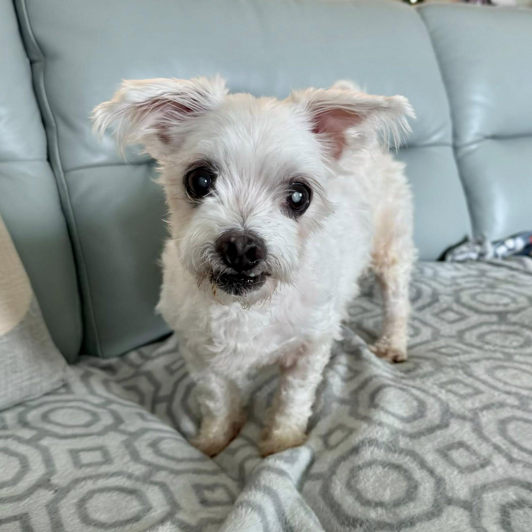 Enlarge Pauley, a Adoptable Maltese in Cape Coral, FL image 2/5