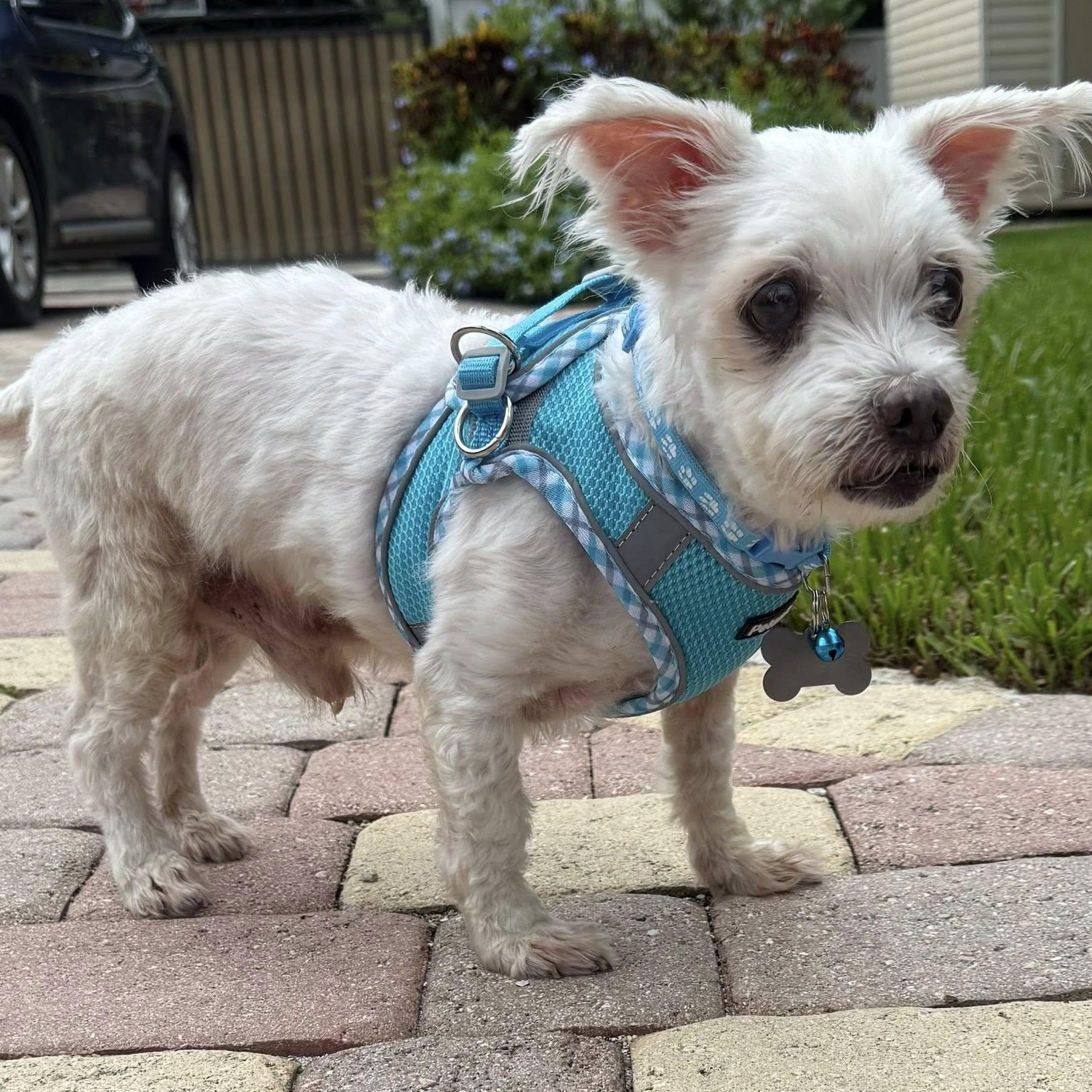 Enlarge Pauley, a Adoptable Maltese in Cape Coral, FL image 4/5