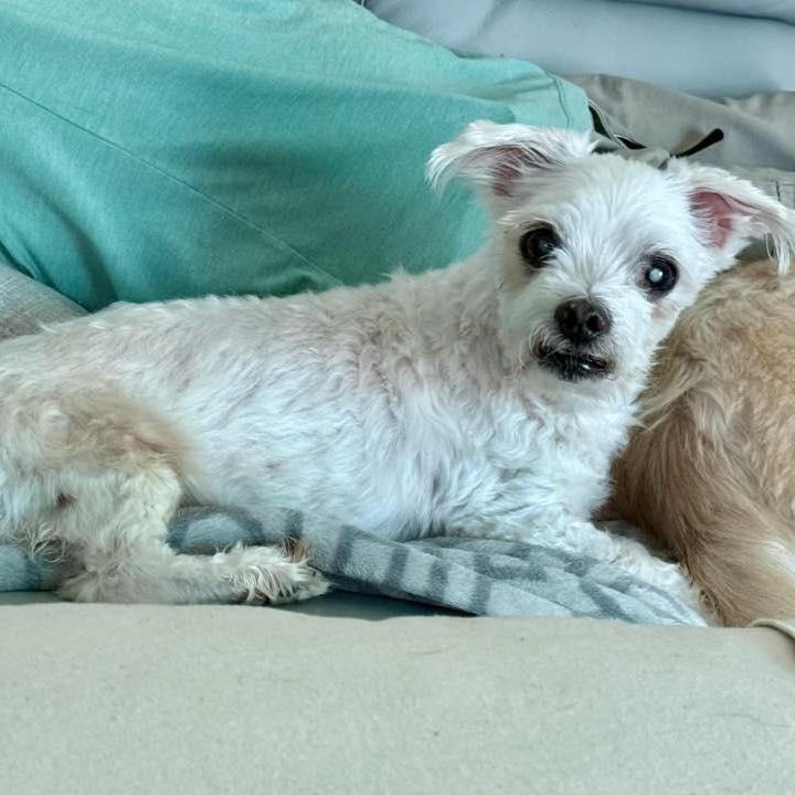 Enlarge Pauley, a Adoptable Maltese in Cape Coral, FL image 5/5