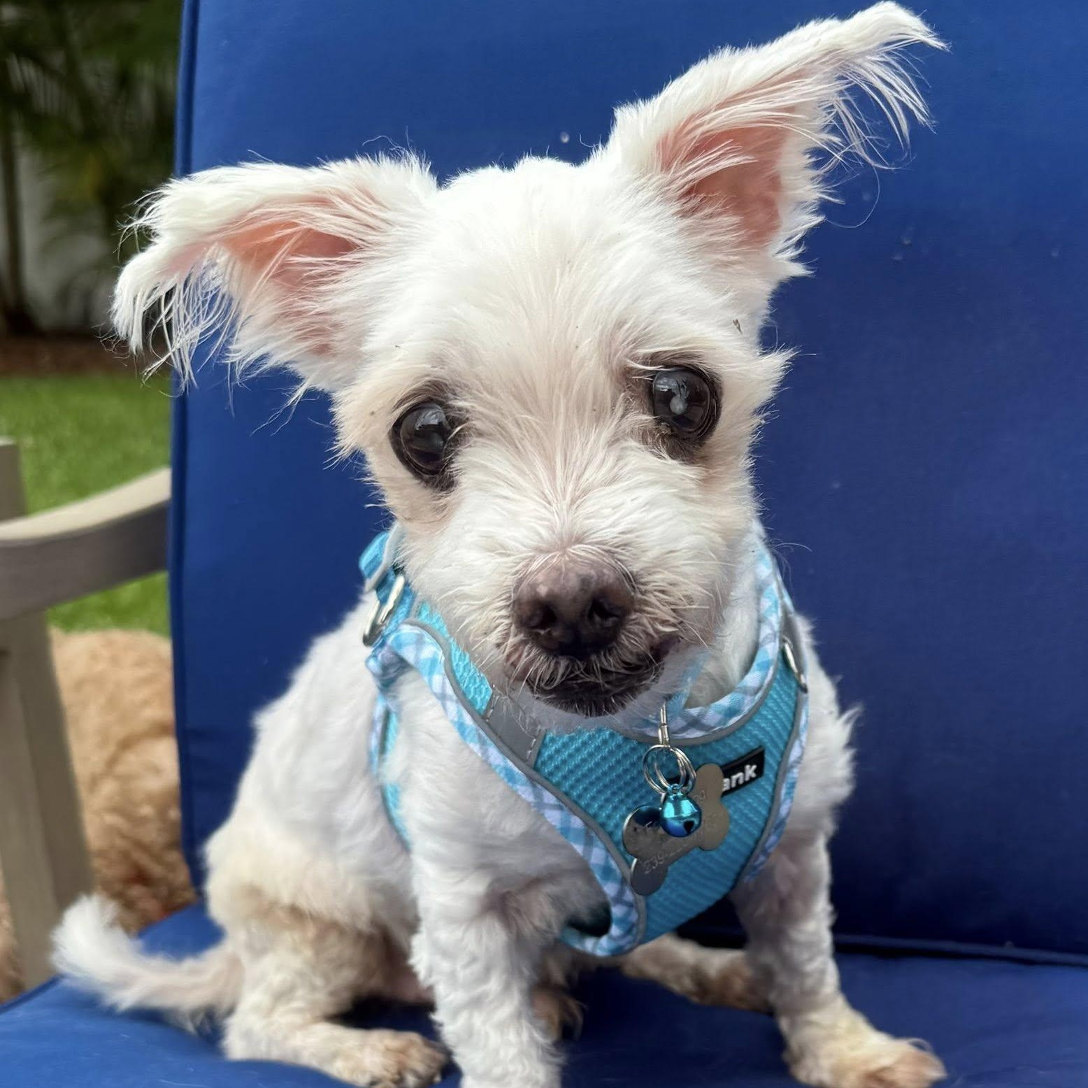 Enlarge Pauley, a Adoptable Maltese in Cape Coral, FL image 3/5