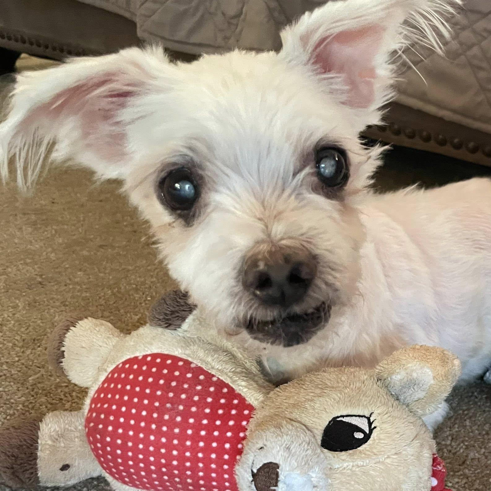 Enlarge Pauley, a Adoptable Maltese in Cape Coral, FL image 1/5