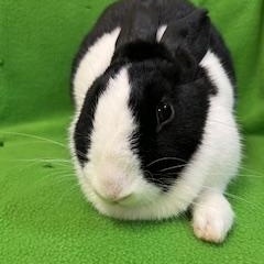 Riny, a ADOPTABLE Dutch in Haltom City, TX image 2/3