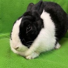 Riny, a ADOPTABLE Dutch in Haltom City, TX image 3/3