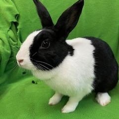 Riny, a ADOPTABLE Dutch in Haltom City, TX image 1/3