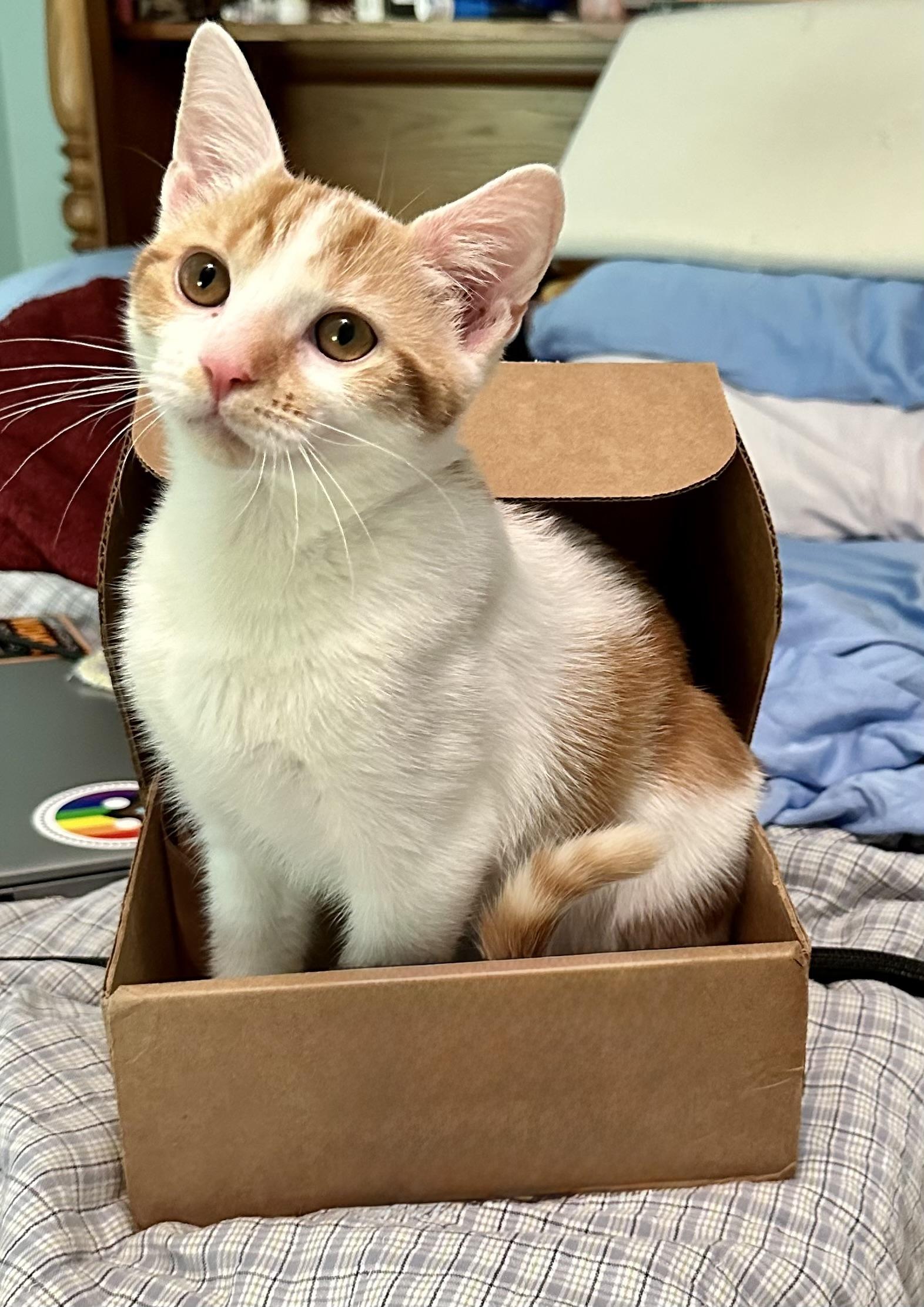 Creamy, Adoptable, Kitten Male Domestic Short Hair.