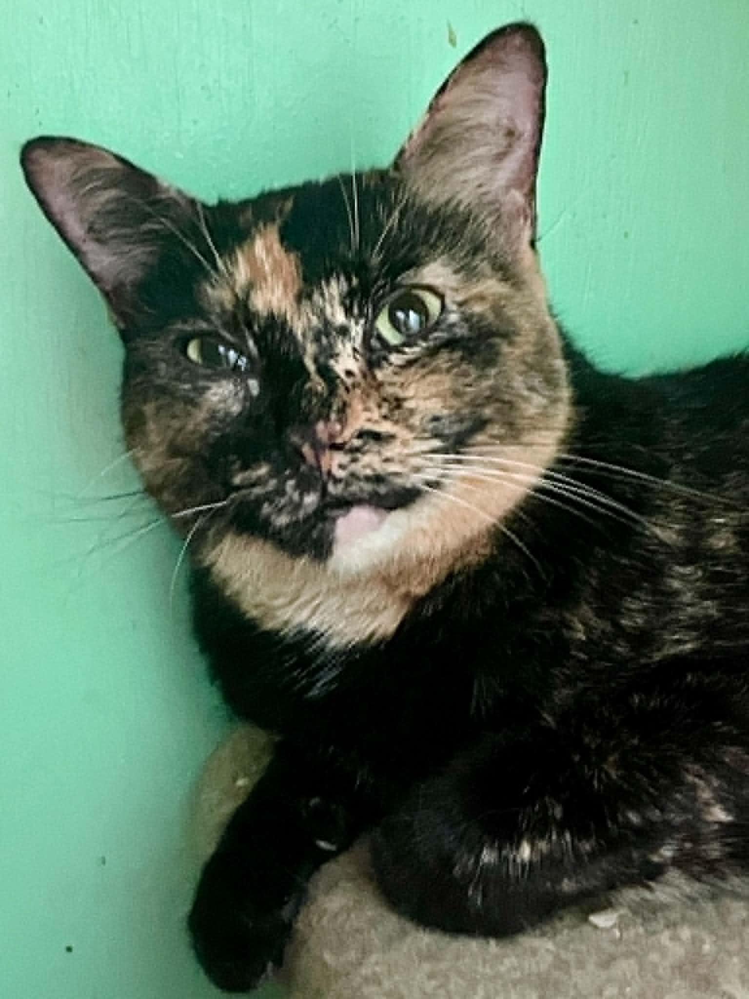 Enlarge VIOLET, a Adopted Domestic Short Hair in Flint Hill, VA image 1/2