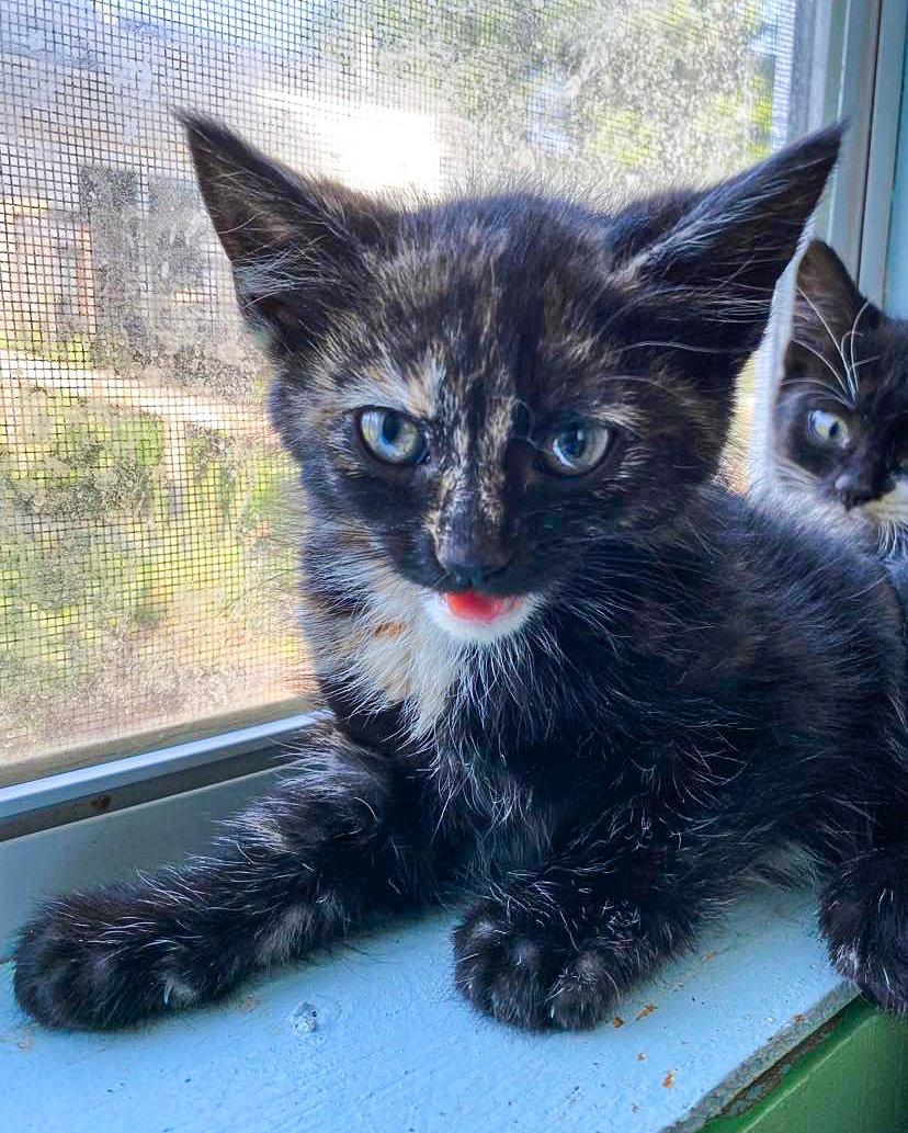 Enlarge VIOLET, a Adopted Domestic Short Hair in Flint Hill, VA image 2/2