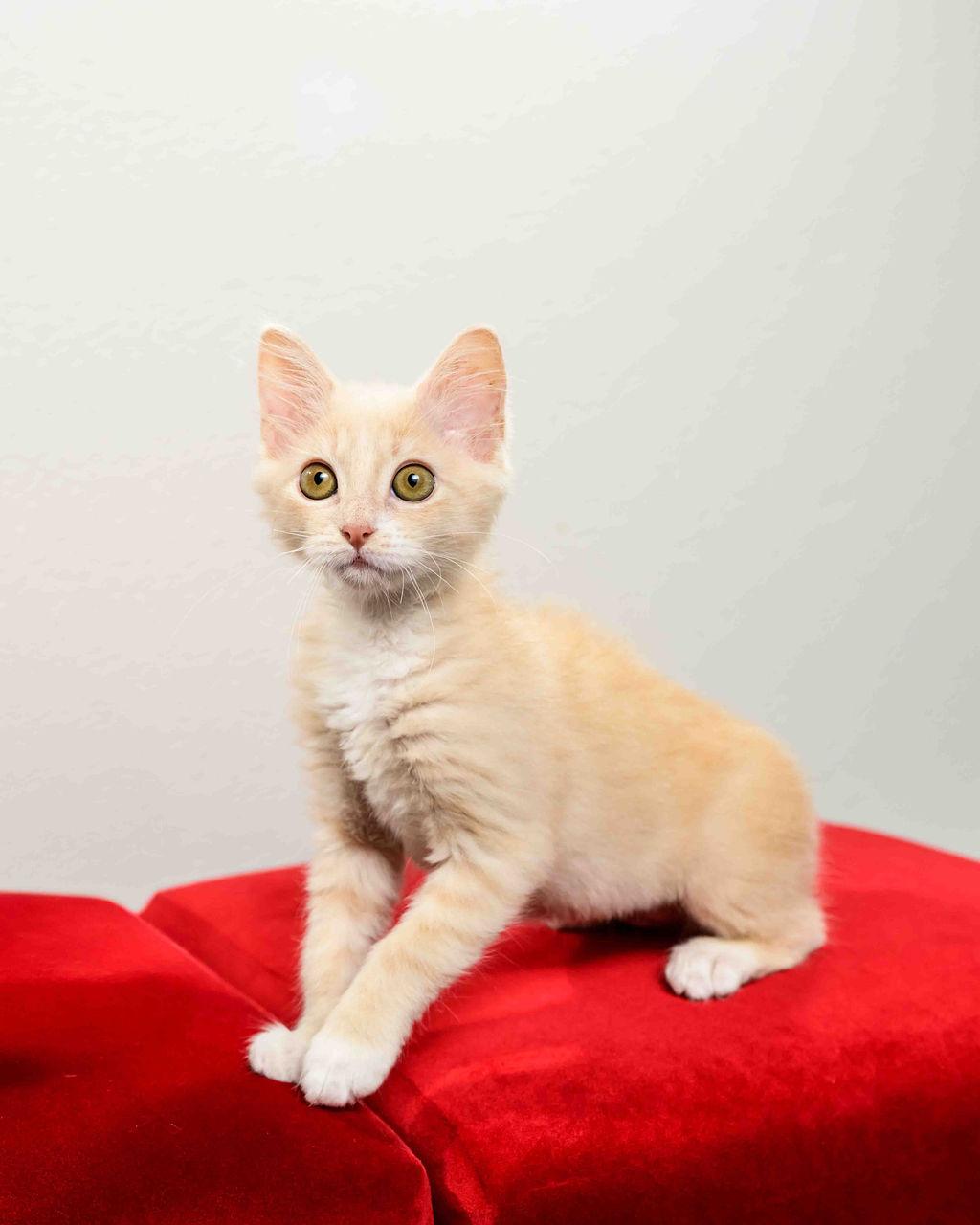 Waterloo (Loo) - In Foster Undergoing FIP Treatment, Adoptable, Kitten Female Manx.