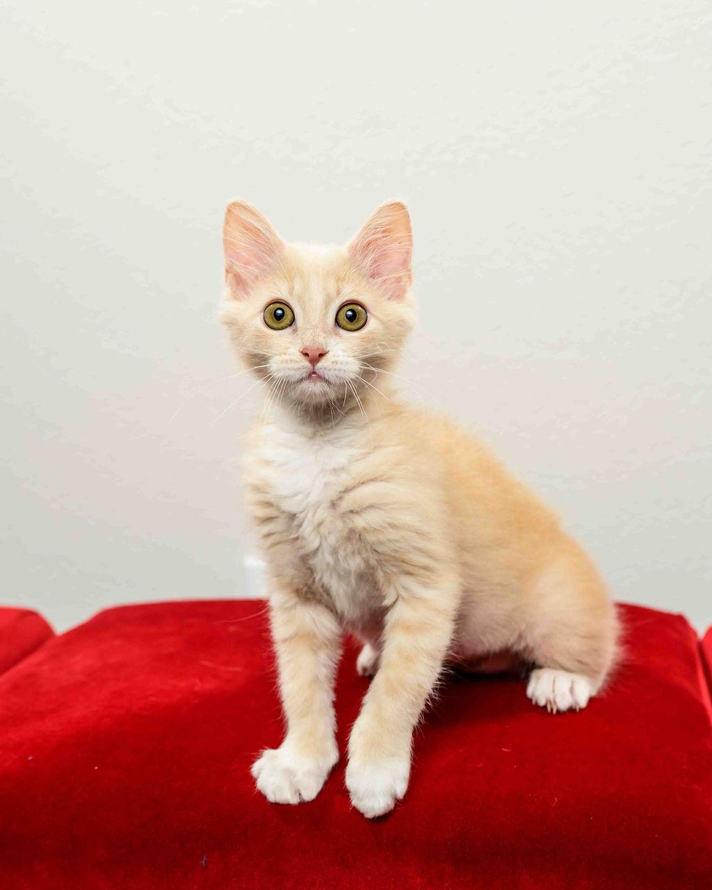 Waterloo (Loo) - In Foster Undergoing FIP Treatment, a Adoptable Manx in Jefferson, LA image 4/6